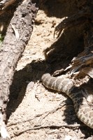 big old rattlesnake was saw on the trail