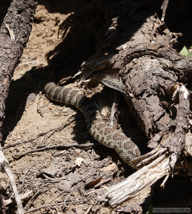 big old rattlesnake was saw on the trail