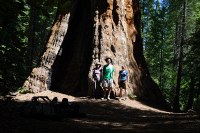 good contrast ratio with the large sequoia