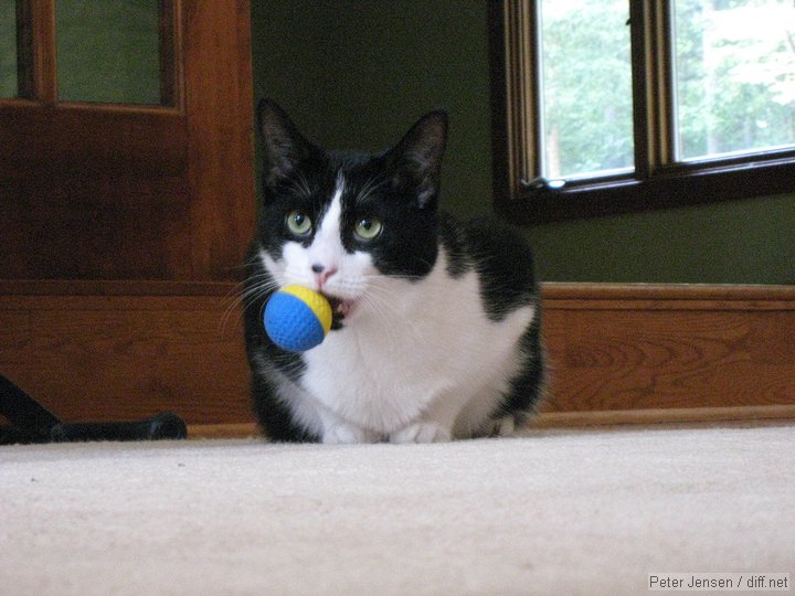 and Murphy will fetch this ball until you get tired of throwing it