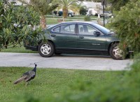 Peacock