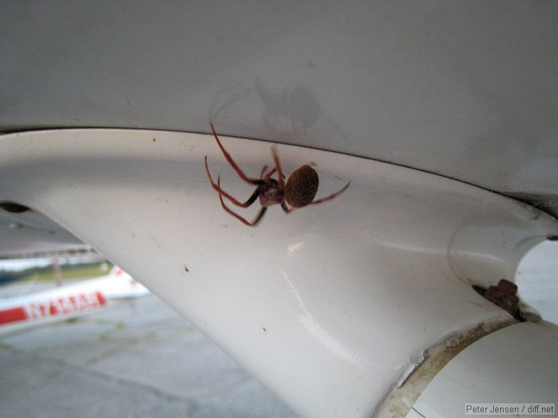 huge spider on N734CZ