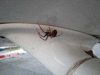 huge spider on N734CZ
