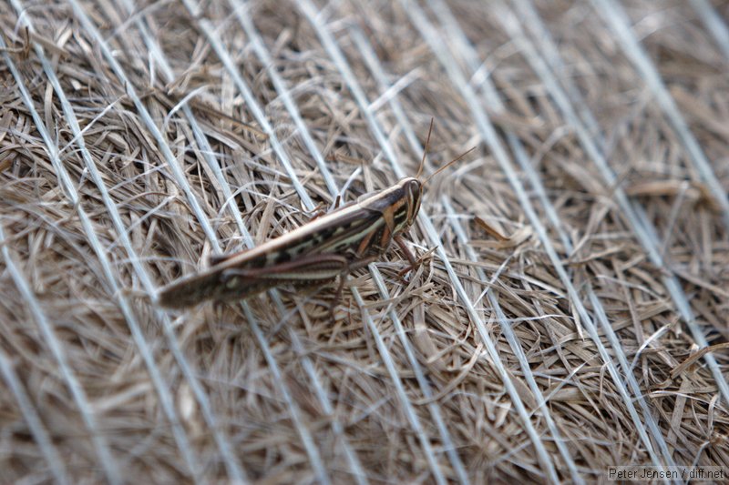 grasshopper no a haybale