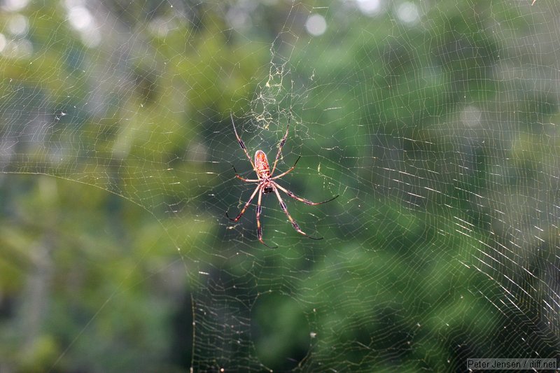 spider