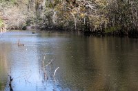 Bull Creek WMA