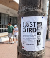 lost bird