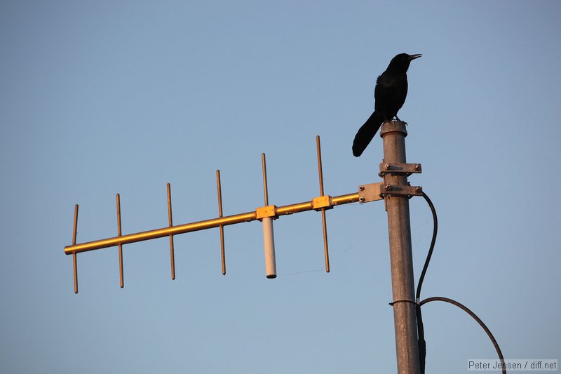 SCADA bird