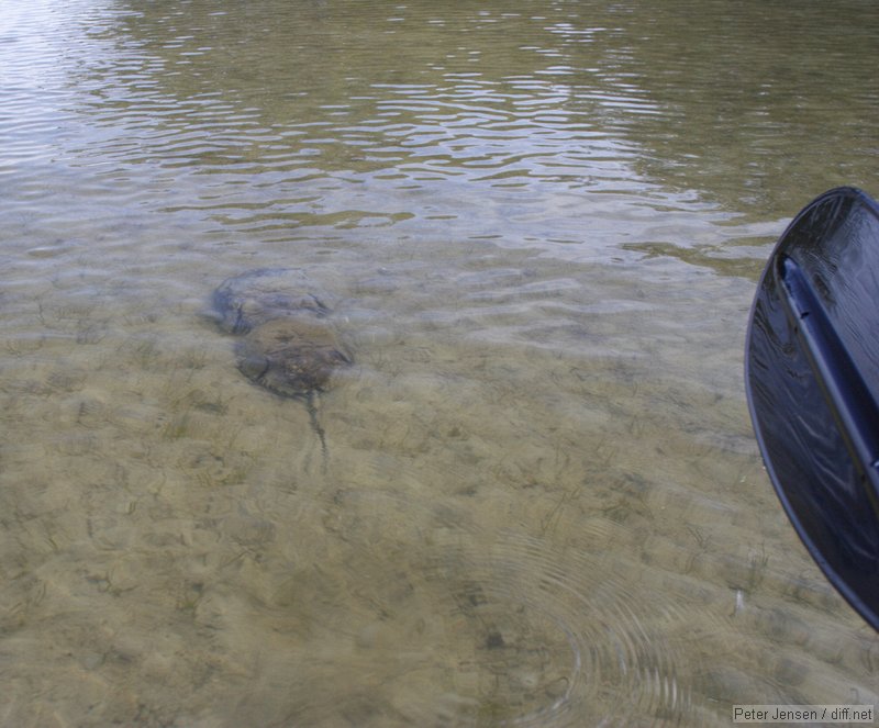 horsehoe crabs mating in the Ten Thousand Islands area