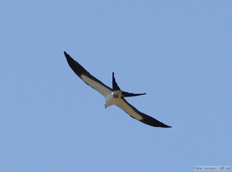 kite