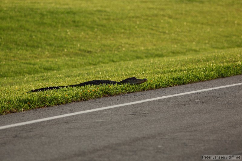 gator trying to cross the road