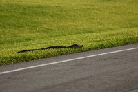 gator trying to cross the road