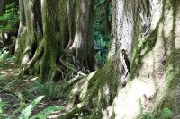 evidence of a nurse log near the Hoh rain forest visitor center