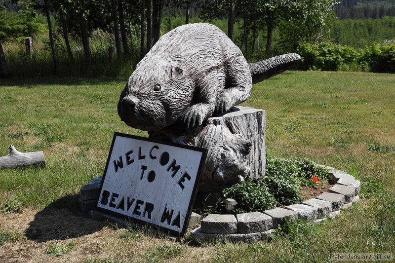 Welcome to Beaver WA