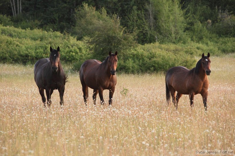 friendly horses