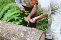 taking a tree core sample from a downed tree