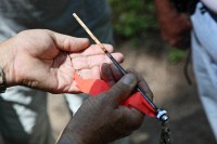 examining a tree core sample