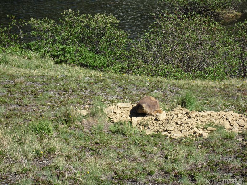 well-fed Marmot