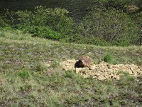 well-fed Marmot