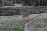 deer