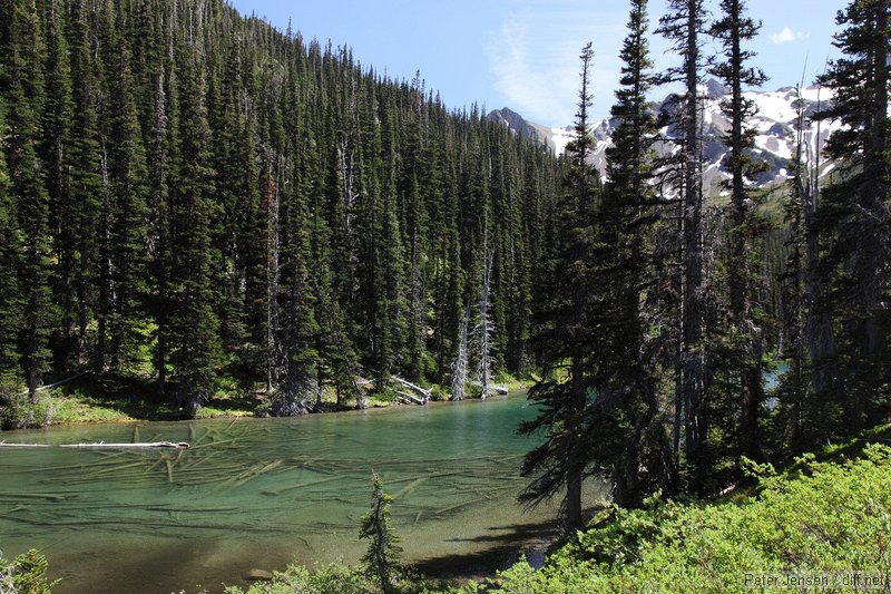 deadfall in Grand Lake