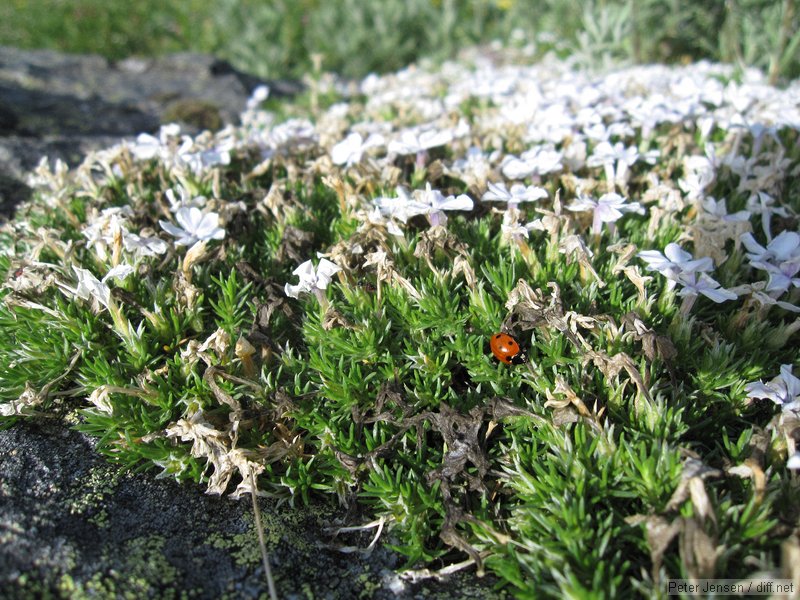 ladybug