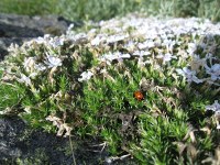 ladybug