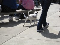 awesome - a dog that is its own warning sign