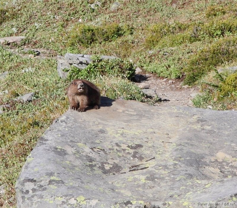 marmot