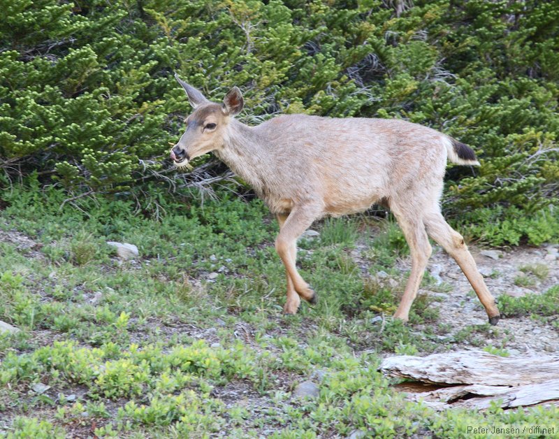 deer licking its chops