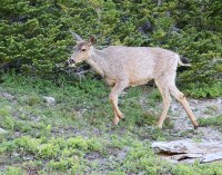 deer licking its chops