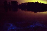 bioluminescent algae stirred up by a paddle during a 2 second exposure