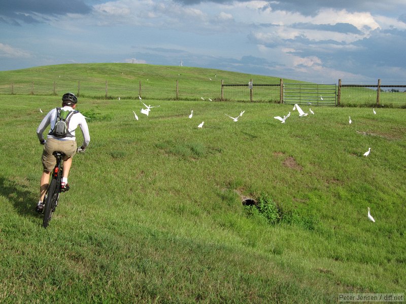 Rob chases birds on the Tampa Bay Trail