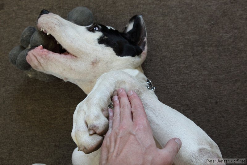 comparing my paw to Blue's 7 month old paw