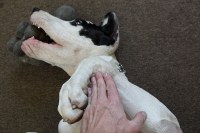 comparing my paw to Blue's 7 month old paw
