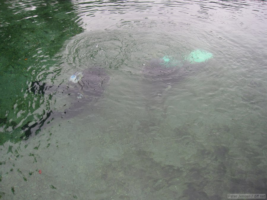divers