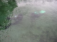 divers