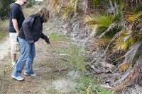 Crystal taunting the ants