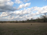 deer in a field at San Felasco