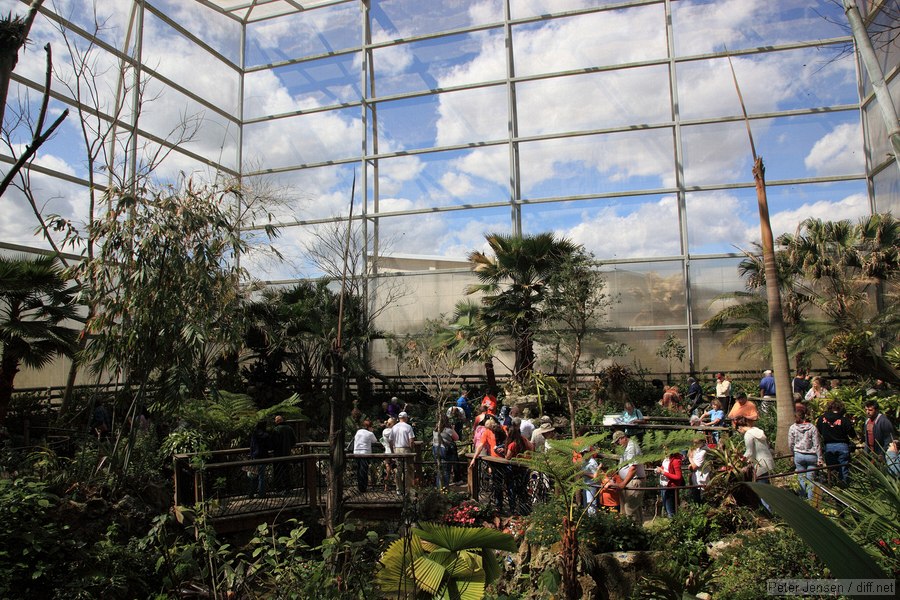 Butterfly Rainforest