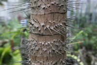 neat spiky tree