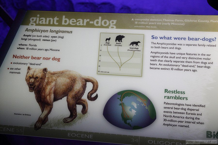 giant bear-dog gives me nightmares