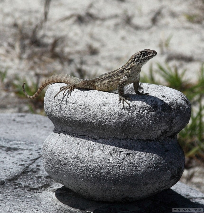 giant lizards everywhere