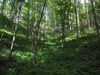 beautiful scenery at Tsali (Nantahala National Forest)