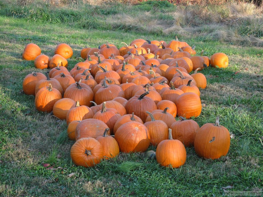 pumpkins