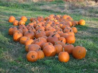 pumpkins