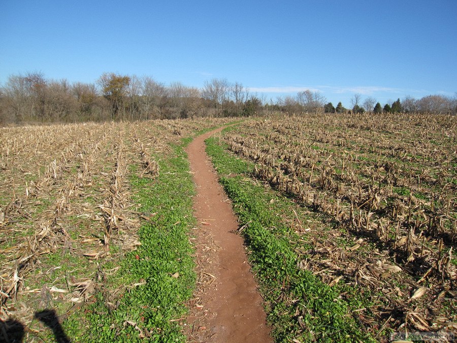 cornfield trails at Schaeffer