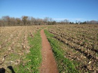 cornfield trails at Schaeffer
