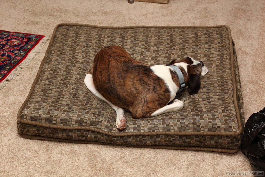 file this in the annals of "sleeping positions comfortable only if you are missing a leg"