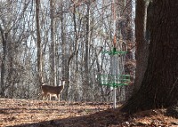 deer by disc golf basket